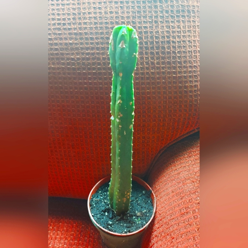 San Pedro Sanpedro Cactus Cutting 11"